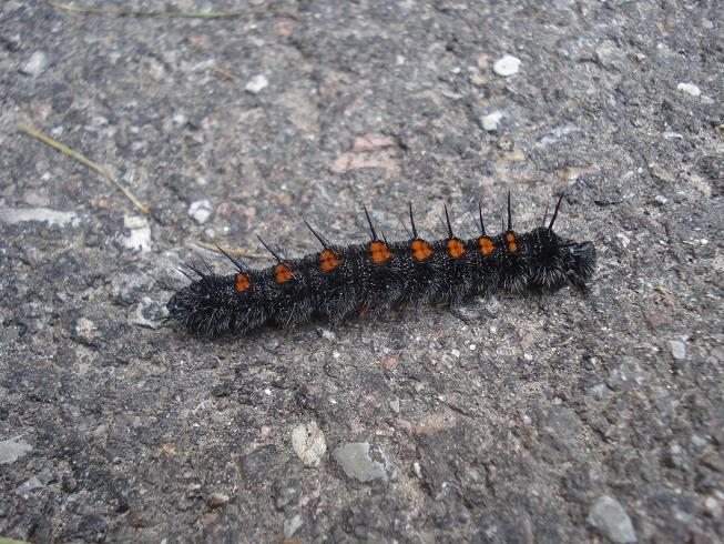 Bruco Nymphalis antiopa